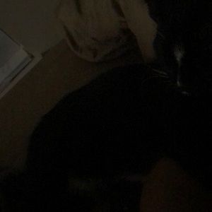 Meet your Posher, Sidney